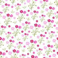 Seamless pattern with pink cosmea flower on white