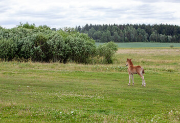 a small foal grazing in a field with green grass in the summer season