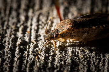 close up of a beetle bug