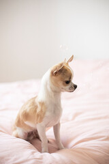 Small and cute chihuahua puppy  - obrazy, fototapety, plakaty