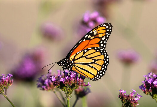 A beautiful Monarch Butterfly sitting atop a Purple Verbena flower pollinating on its tiny pink purple florets. Offset by a neutral colored background with softly depicted flowers.