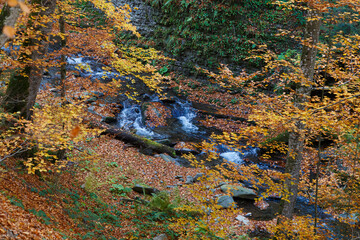 Leaf fall on fast forest mountain river at autumn. Carpathians. Ukraine.