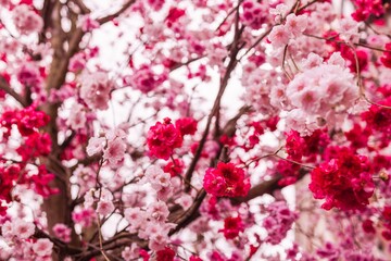 pink cherry blossom