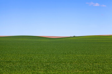 agricultural field with grass and other plants