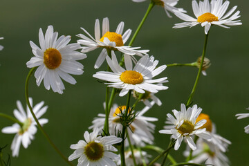 old fading chamomile flowers in summer or spring