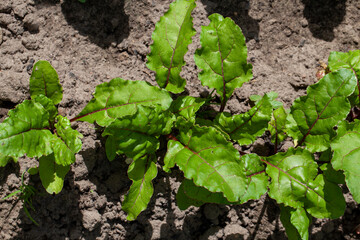 agricultural field where beets grow for food production