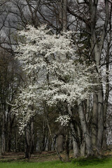 Kwitnące wiosenne drzewo śliwki mirabelki. Kwitnące drzewo wiosną w sadzie.	 - obrazy, fototapety, plakaty