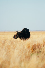 A bull with long horns stands knee-deep in yellow dry grass in a field. Light sky back.