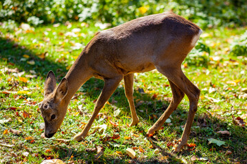 A young deer eats grass. Artiodactyl animal in the wild. Bright green back.
