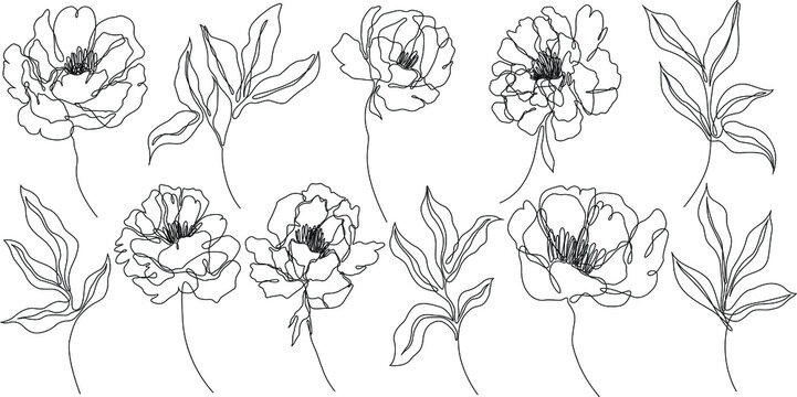 Peony flowers isolated vector illustration. Vector wildflowers for background. Abstract botanical art. Simple minimalist art set. Continuous line drawing.