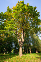 beautiful forest with trees of different types