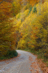 Leaf fall. Golden autumn in the mountain forest.