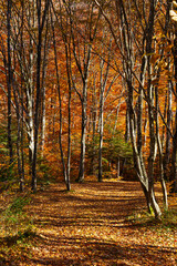 Leaf fall. Golden autumn in the mountain forest.