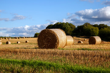 agricultural field with straw stacks after wheat harvest