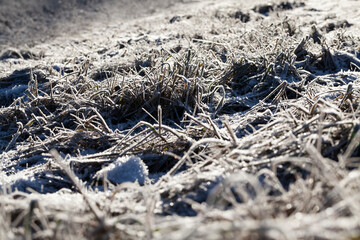 grass covered with ice and frost in the winter season
