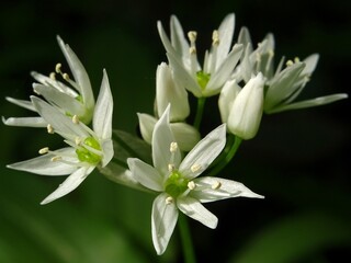  Fleurs d'ail des ours.