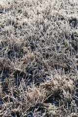 grass covered with ice and frost in the winter season