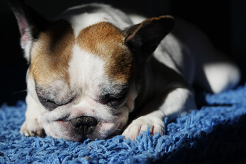 French bulldog laying on the floor. Sleepy dog lonely at home
