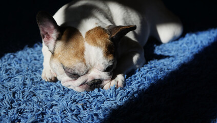 French bulldog laying on the floor. Sleepy dog lonely at home