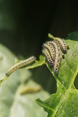 Green caterpillars on a leaf. Shallow depth of field