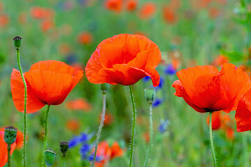 Beautiful red poppy flowers against green field background. Horizontal image.
