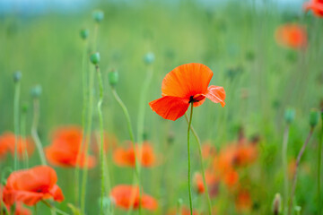 Colorful green and red beautiful landscape of poppy field. Copy space for design. Horizontal image.