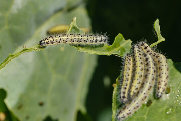Green caterpillars on a leaf. Shallow depth of field