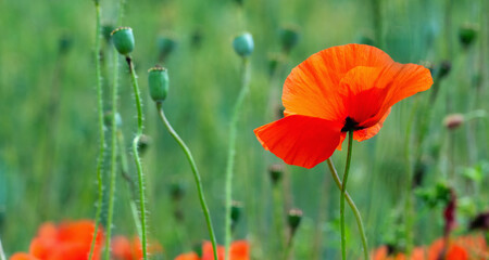 Colorful green and red beautiful landscape of poppy field. Copy space for design.