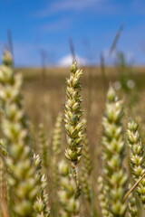 Fototapeta premium green cereal field with wheat in summer