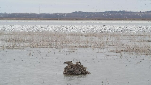 Four Canada geese resting on muskrat house on a blustery day