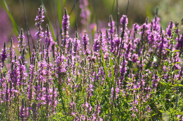 Closeup of purple loosestrife flowers with selective focus on foreground