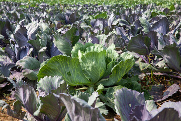 agricultural activity for growing cabbage food
