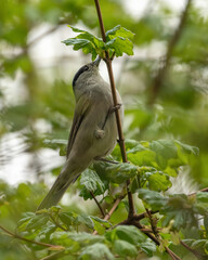 Male Eurasian blackcap (Sylvia atricapilla) feeding in a tree. UK warbler portrait.
