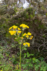 Tephroseris crispa perennial flowering herbaceous plant, yellow-orange meadow flowers in bloom.