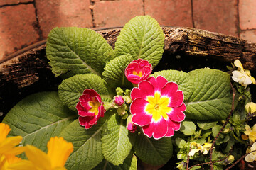 Pink and yellow primrose growing in a pot
