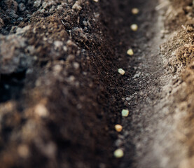 A farmer manually plants green pea seeds in the soil. Gardening concept. Spring vegetable planting season.