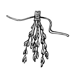 Hand drawn bunch of thyme branches isolated on white background