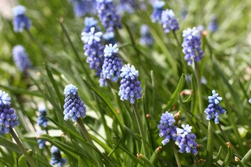 Blue Muscari primroses in a flowerbed in the park. Closeup