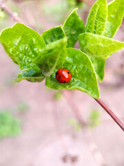 Fototapeta premium Ladybug on leaves close up