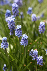 Blue Muscari primroses in a flowerbed in the park. Closeup
