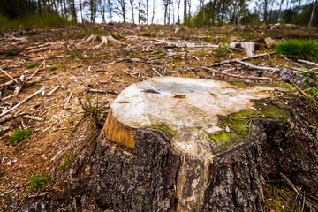 Baumstumpf in abgeforsteter Landschaft