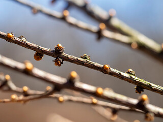 Natural background of branches.Spring Concept