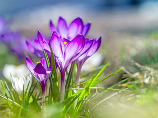 Purple crocuses close-up , defocus light, time of year spring, flowers.The first flowers, the beginning of spring.