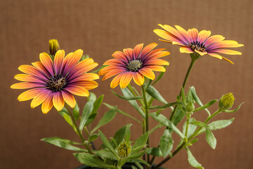 Beautiful Zion Purple Sun African Daisy flower plant. Purple, orange daisy.  Trio of blooms.