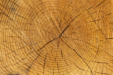 Detail of cut wooden log with circular year ring pattern
