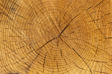 Fototapeta premium Detail of cut wooden log with circular year ring pattern