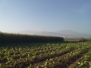 corn field and sky