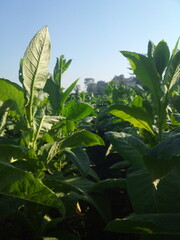 tobacco leaves in the garden