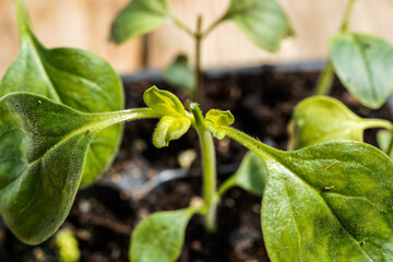 Close up image of a snapdragon seedling after it has been pinched. New growth at the pinched area.