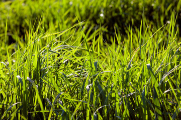young green grass illuminated by sunlight, closeup
